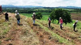 Inicia siembra de primavera en Songo-La Maya