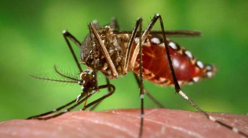 Mundo celebra Día Internacional contra el Dengue