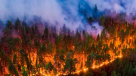 Extinguen 52 incendios forestales en Rusia en un día